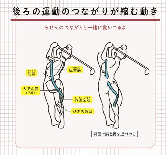 【イラスト】後ろの運動のつながりが縮む動き