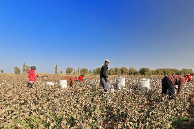 2017年10月10日、オアシス・チャルチャンの町の近くで綿の収穫をするウイグルの労働者