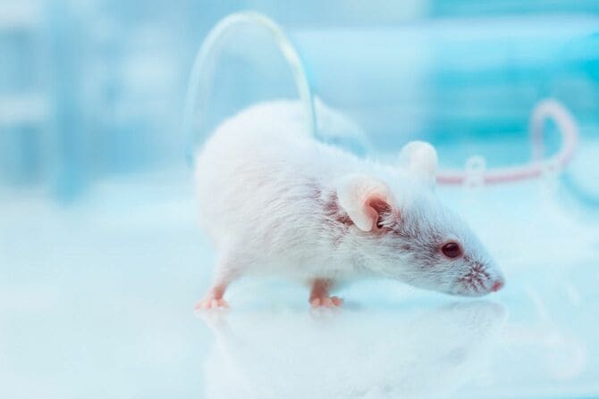 研究室の白いマウス