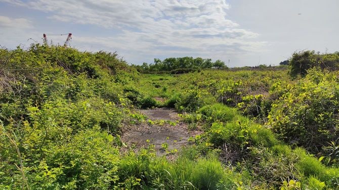 電柱もなく、一見すると草むらにしか見えないが、区画ごとに異なる所有者が存在する。