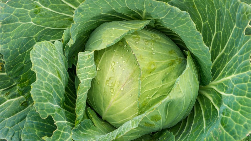 マヨネーズにつけて食べると消化酵素が3倍増…キャベツの栄養を爆上げするのは｢千切りorかじる｣どちらか キャベツの芯は旨みの宝庫
