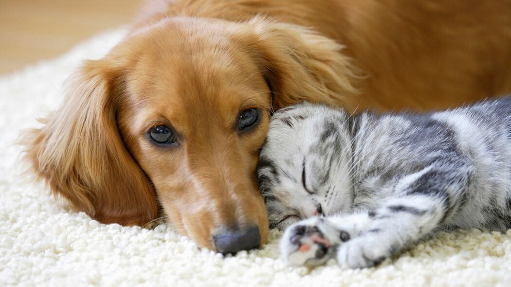 女性が｢付き合いたくない｣と瞬時に判断…海外研究が暴いた｢モテない男性｣が飼っている"意外なペット"
