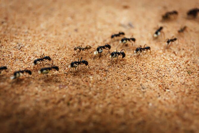 アリの理不尽さに比べれば人間はマシ