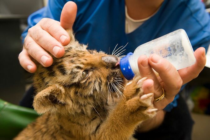 ボトルからミルクを飲む虎の子