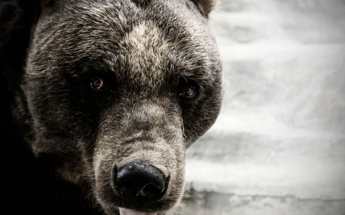 グワーッ 奥多摩山中でクマに鼻をもがれそうになった男性の恐怖 山の遊歩道を走っていたら突然 3ページ目 President Online プレジデントオンライン