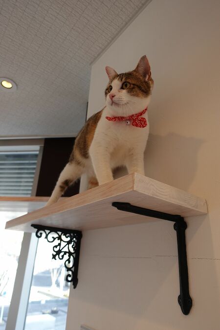 奄美大島で捕獲され、保護猫カフェ「ケット・シー」に移ってきたノネコ