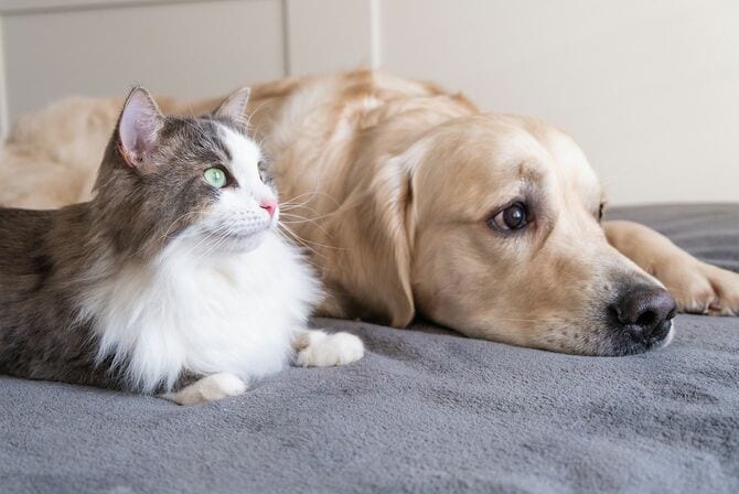 灰色の猫と犬のゴールデンレトリバー
