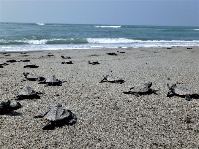 食べてはいけない静岡県の希少種に指定されるアカウミガメ（遠州浜海岸）