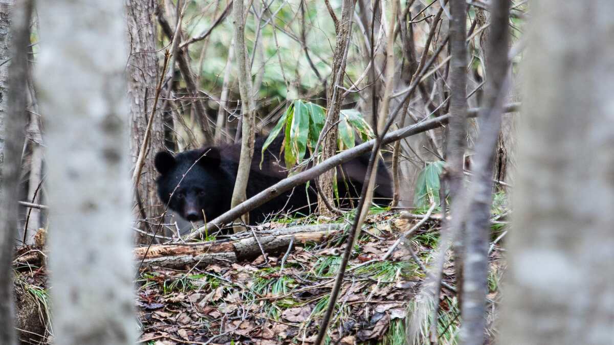 あぁ終わりだ…｣突進するツキノワグマに腕をかじられ…山菜取りの男性が