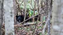 ｢あぁ終わりだ…｣突進するツキノワグマに腕をかじられ…山菜取りの男性が絶望した"10秒間の衝撃映像"