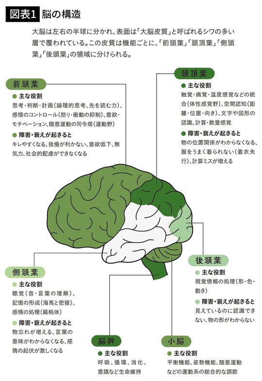 【図表1】脳の構造