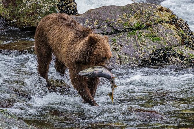 サケをくわえながら歩く熊