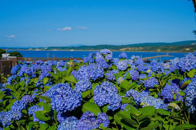 青のあじさい畑の向こうに日本海が見える絶景