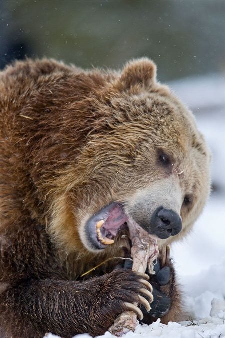 骨をかじるクマ