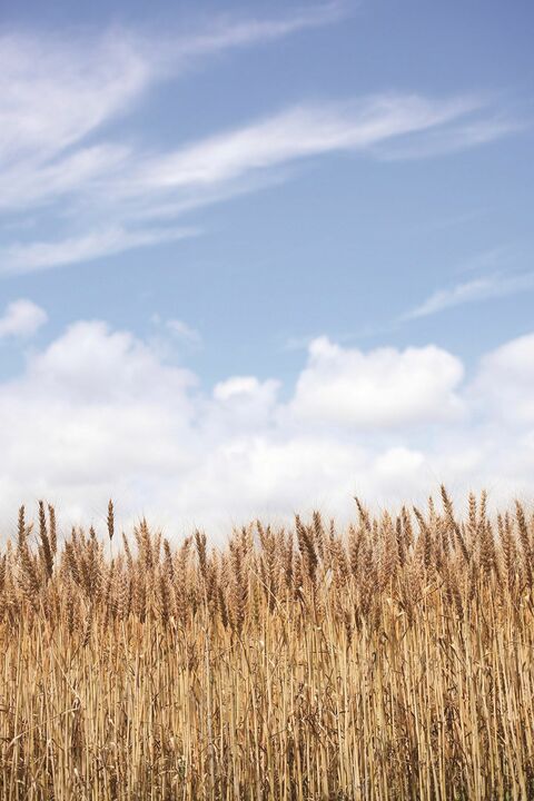 十勝の小麦畑