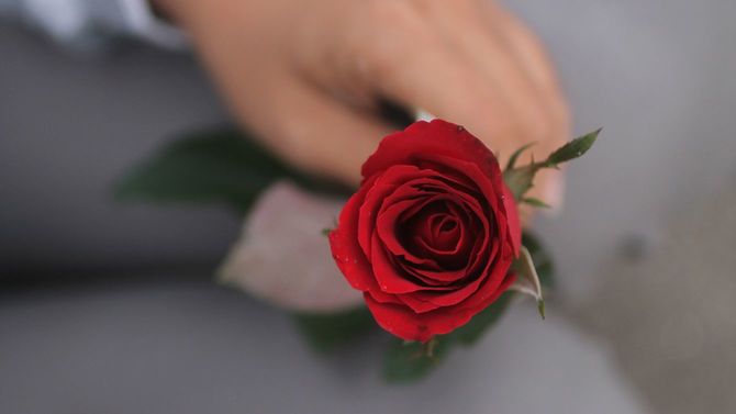 赤いバラを持つ男性の手元