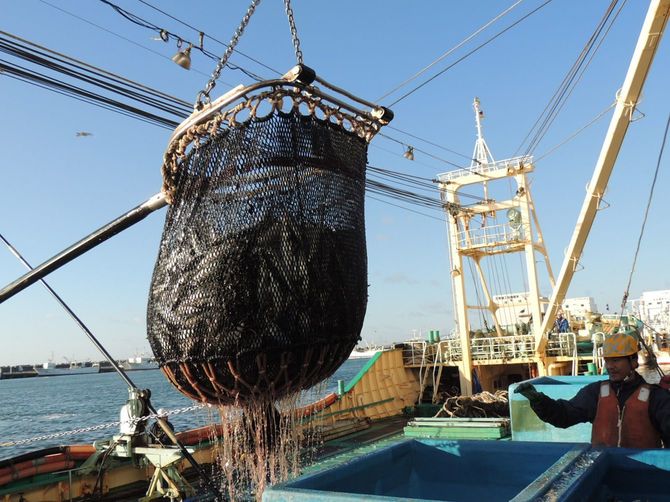 資源の減少が心配される太平洋のサバ