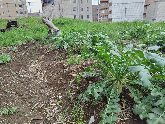 キャンパスの片隅に広がる大根畑。案内してくれた白川さんは、「トウが立ってきたから、そろそろ収穫しないといけないんですけど……」と、少しめんどくさそうにつぶやいた