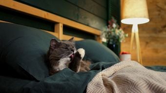 世界的睡眠学者が教える　深い眠りを取り戻す｢快眠の5大鉄則｣