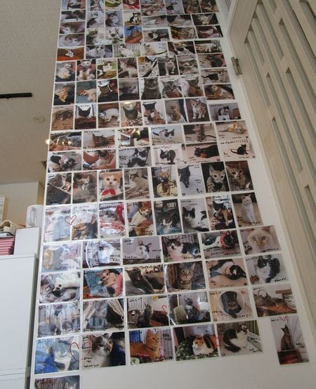 この1年間に「ケット・シー」を通じて譲渡された猫120匹の写真。このうち42匹は奄美大島のノネコである。