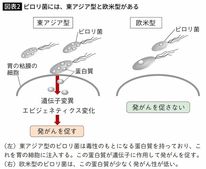東アジア型と欧米型のピロリ菌の違い
