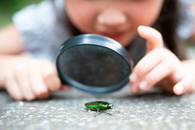 虫眼鏡で玉虫を見る女の子
