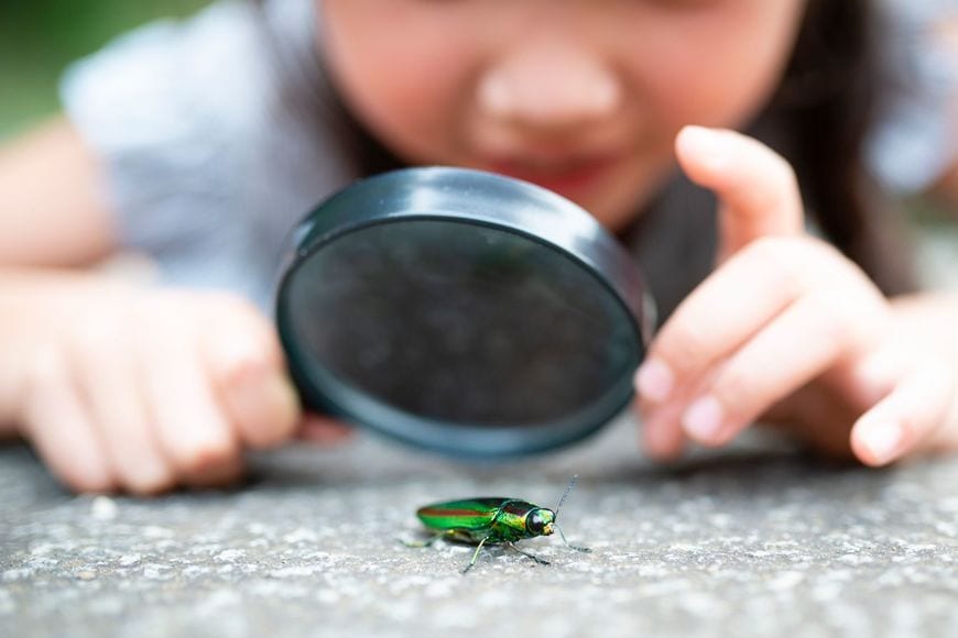 虫眼鏡で玉虫を見る女の子