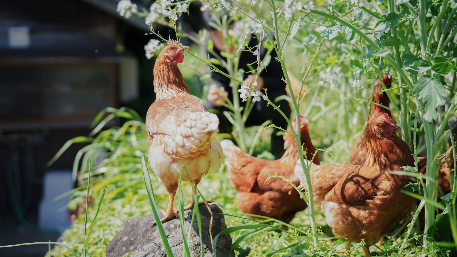 ｢家でニワトリを飼いたい｣小6長男が大家さん説得のために書いた"飼育計画書"の中身 ｢お母さん､土地が見つかったよ｣