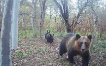 ｢友人が素手で叩いて助けようとしたが離れなかった｣クマに襲われた男性は遺体で発見…知られざる事故の予兆