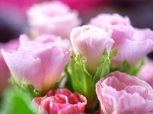 美しさとは、若さを失った時に輝く