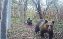｢友人が素手で叩いて助けようとしたが離れなかった｣クマに襲われた男性は遺体で発見…知られざる事故の予兆