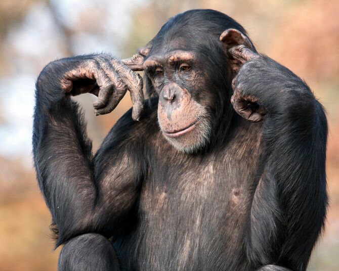 耳に指を入れているチンパンジー