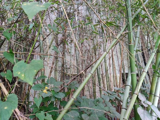 竹林に埋もれた空き家。(千葉県山武市横田)