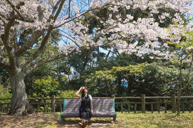 桜を見上げる女性