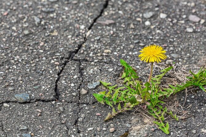 黄色いタンポポが成長し、亀裂のある灰色の歩道に花を咲かせます