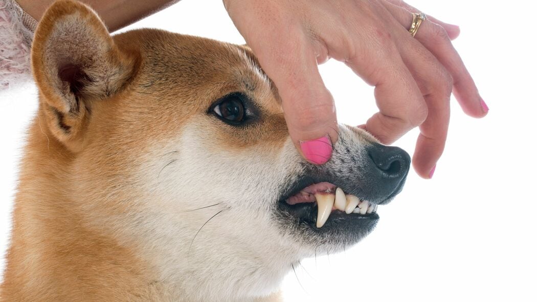 だから柴犬は飼い主にベタベタしない…DNA解析でわかった日本犬の性格に影響する｢絶滅した祖先｣の名前
