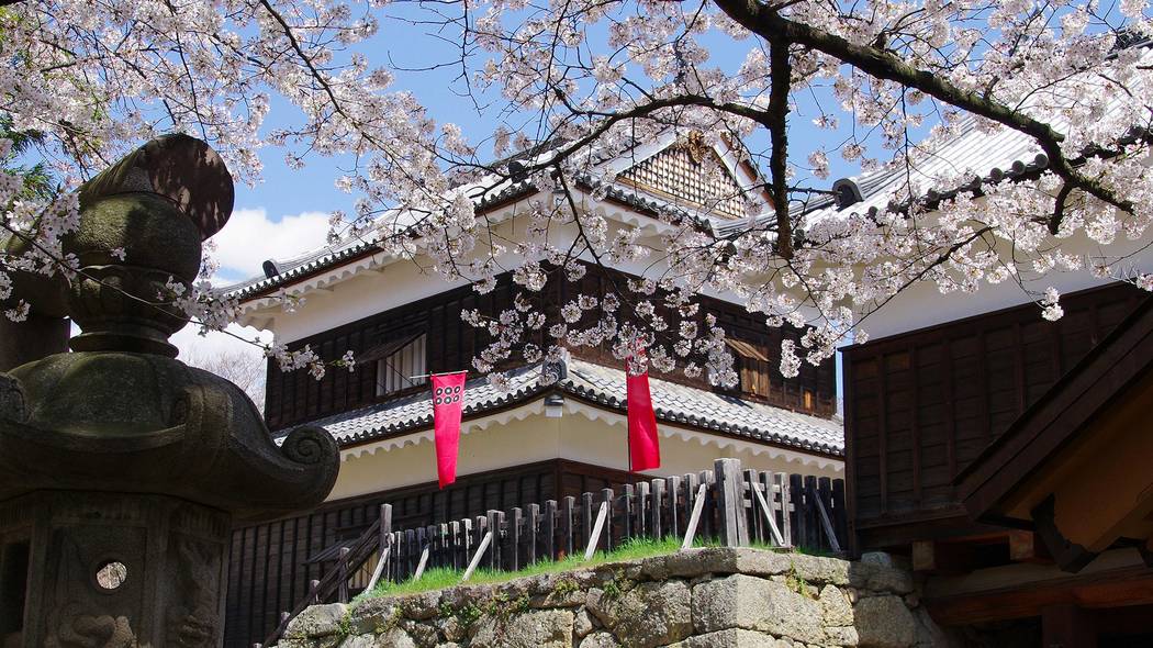 3位は大阪城､2位は岡城､1位は…2025年の春に行きたい｢美しい桜が望めるお城ランキング｣ベスト10 明治以前のお城に桜の木は生えていなかった
