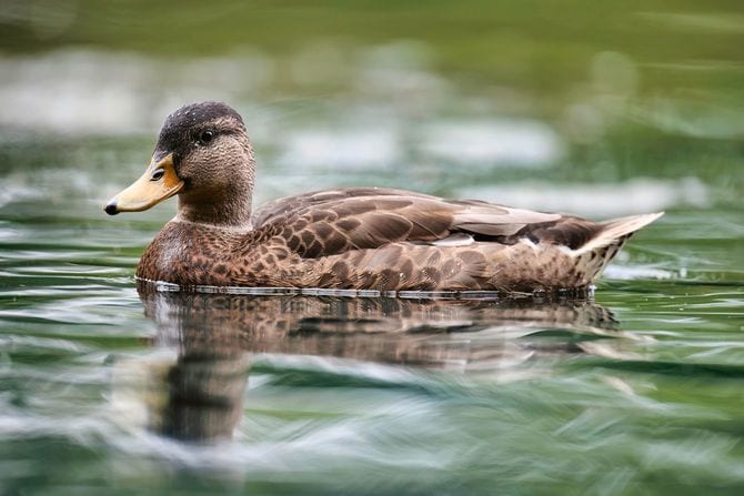 大きな池で泳ぐ雌のマガモ