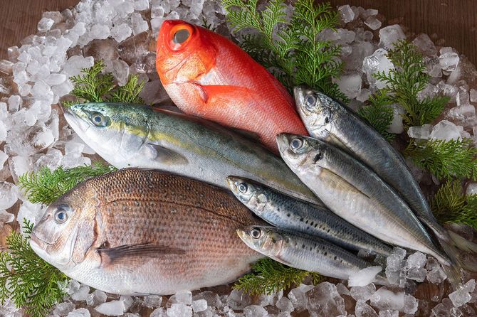氷の上の数種類の魚