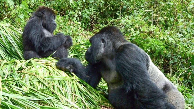 群れに移籍してきたメスに求愛にするオスゴリラ
