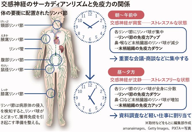 交感神経のサーカディアンリズムと免疫力の関係