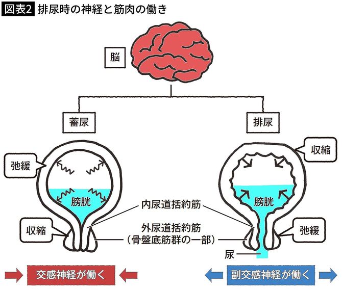 【図表2】排尿時の神経と筋肉の働き