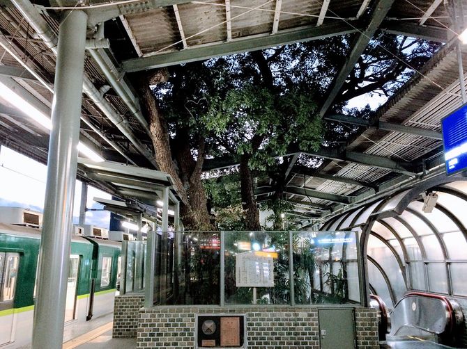 クスノキが生えている萱島駅のホーム