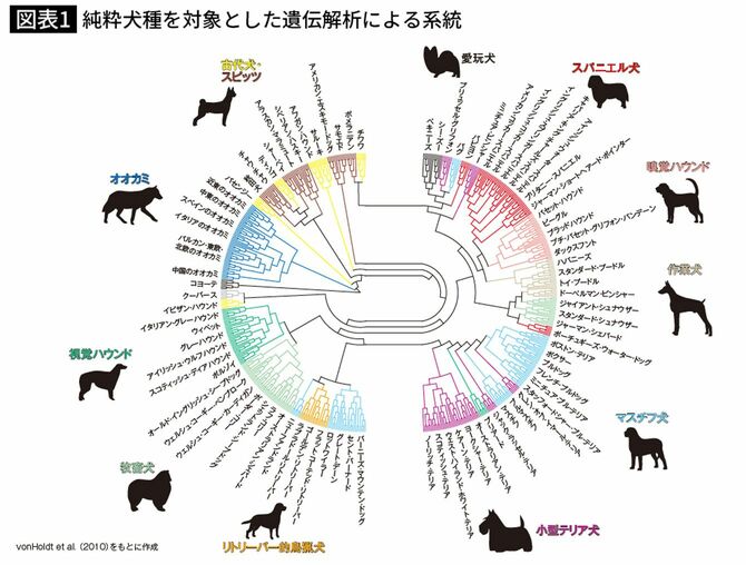 純粋犬種を対象とした遺伝解析による系統
