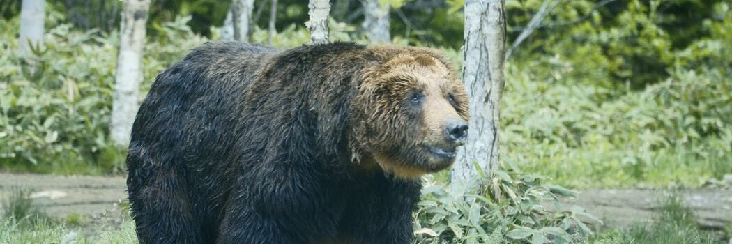 ｢熊だっ啓子､鉄砲持ってきてもらえ｣家のすぐそばにヒグマが…家族のため､まさかりを手に表へ出た男性の顛末