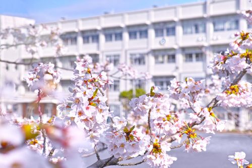満開の桜と校舎のイメージ
