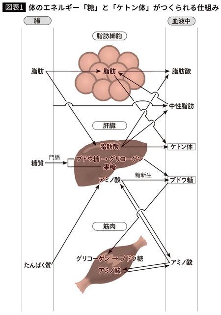 体の【図表1】エネルギー「糖」と「ケトン体」がつくられる仕組み