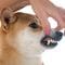 だから柴犬は飼い主にベタベタしない…DNA解析でわかった日本犬の性格に影響する｢絶滅した祖先｣の名前