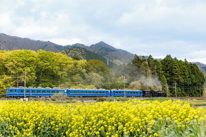 満開の菜の花と蒸気機関車