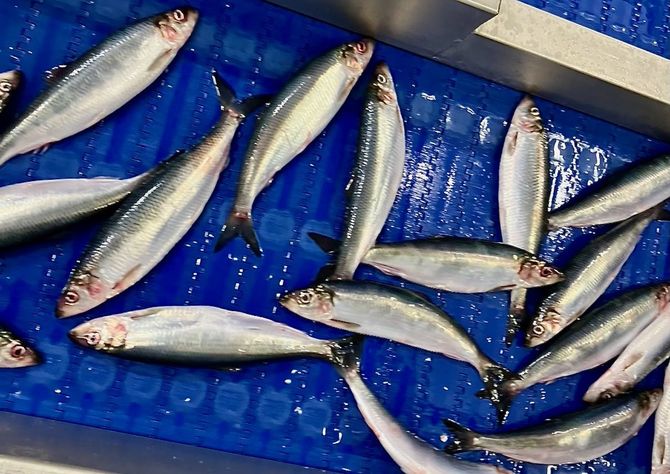 漁船から水産加工場へ運ばれるノルウェー産のニシン